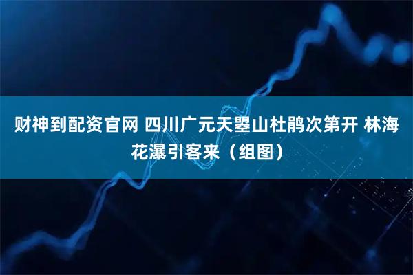 财神到配资官网 四川广元天曌山杜鹃次第开 林海花瀑引客来（组图）
